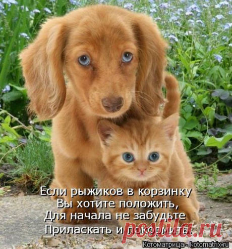 Лучшие котоматрицы недели / Питомцы