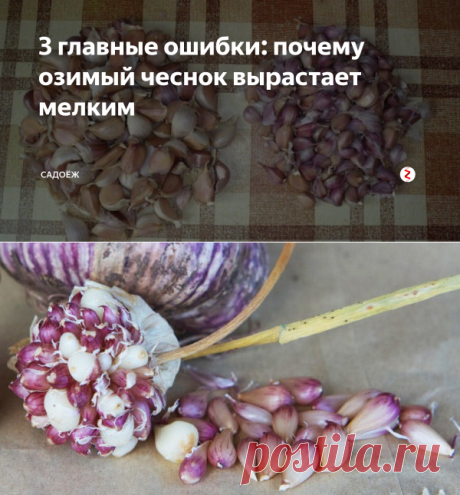 3 главные ошибки: почему озимый чеснок вырастает мелким | садоёж | Яндекс Дзен