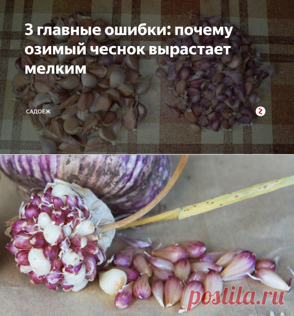 3 главные ошибки: почему озимый чеснок вырастает мелким | садоёж | Яндекс Дзен