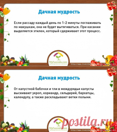 Дачные мудрости
