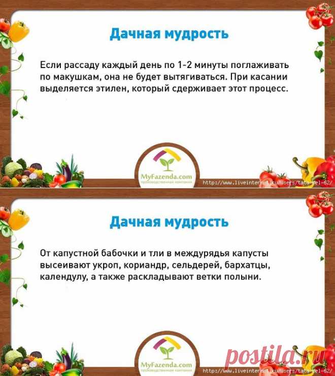 Дачные мудрости