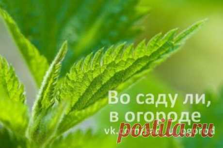 Что можно приготовить из крапивы | Дачники