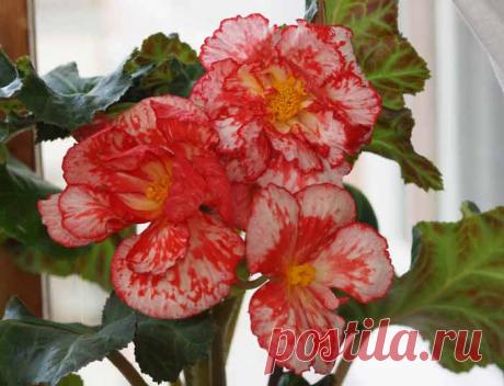 Бегония клубневая