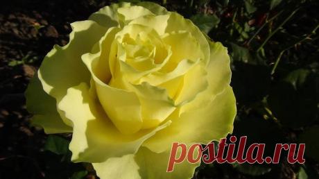 Цветёт роза "Лимбо".
