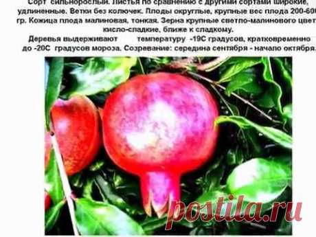 Сорта граната морозостойкие — Яндекс.Видео