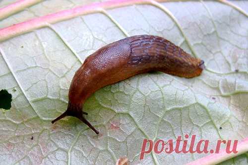 Как избавиться от слизней на капусте: проверенные методы борьбы