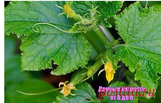 Уловки хитрецов ради вкусных огурцов