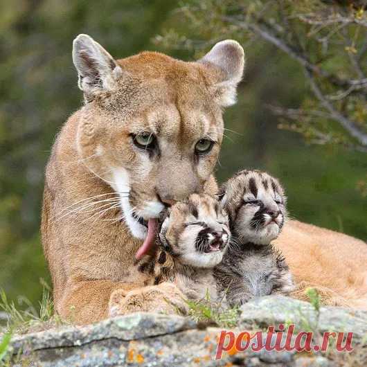 Animals - Google+