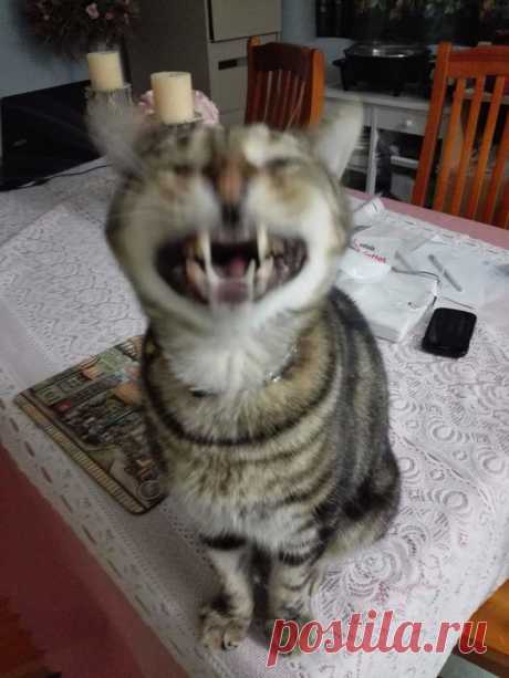 21 чихающий котик, который рассмешит вас