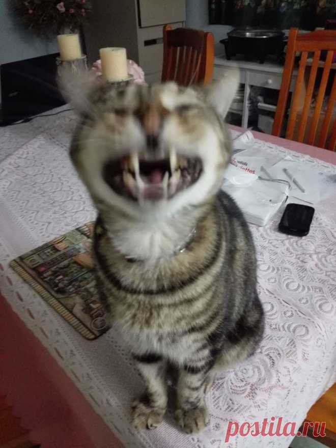 21 чихающий котик, который рассмешит вас