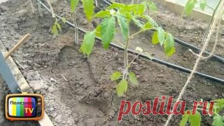 СДЕЛАЙТЕ ЭТО С ПОМИДОРАМИ ПОЛУЧИТЕ БУРНЫЙ РОСТ И МНОГО ЗАВЯЗИ