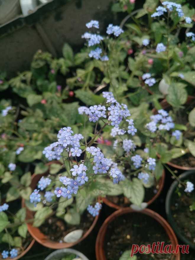 Бруннера крупнолистная "Джек Фрост" (Brunnera macrophylla "Jack Frost")