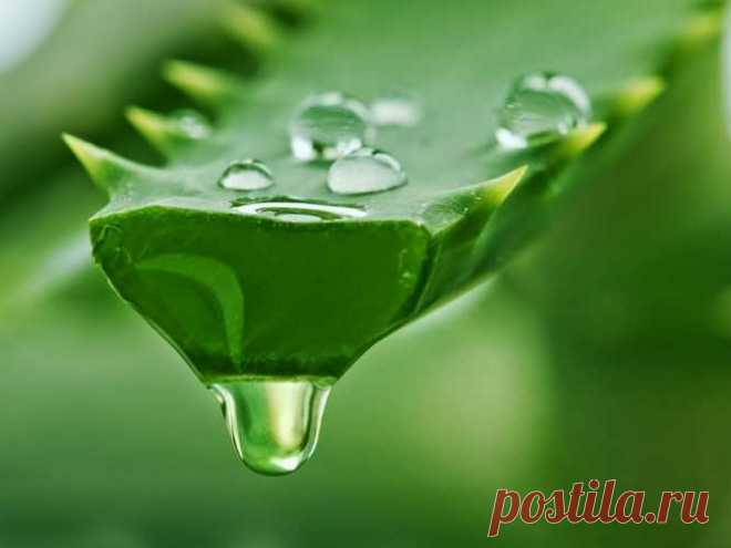 У Вас слабое зрение? Этот рецепт принадлежит одному из самых знаменитых врачей бывшего СССР. — Сад Заготовка