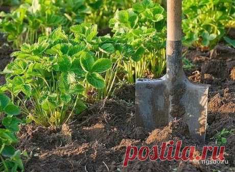 КОГДА НУЖНО СКАШИВАТЬ БОТВУ КЛУБНИКИ?
1. Скашивание листьев клубники у нас уже давно вошло в моду. Ежегодно 
можно наблюдать, как многие дачники занимаются покосами практически до 
конца августа, ни сколько не заботясь о последующих подкормках и не 
учитывая особенности того или иного сорта клубники.
2. Оптимальный срок покоса листьев клубники с 6 по 15 июля. Запоздание 
со скашиванием листьев сортов клубники с ранним сроком созревания 
принесет вреда больше, чем пользы, т. к.