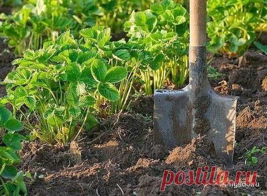 КОГДА НУЖНО СКАШИВАТЬ БОТВУ КЛУБНИКИ?
1. Скашивание листьев клубники у нас уже давно вошло в моду. Ежегодно 
можно наблюдать, как многие дачники занимаются покосами практически до 
конца августа, ни сколько не заботясь о последующих подкормках и не 
учитывая особенности того или иного сорта клубники.
2. Оптимальный срок покоса листьев клубники с 6 по 15 июля. Запоздание 
со скашиванием листьев сортов клубники с ранним сроком созревания 
принесет вреда больше, чем пользы, т. к. у них намного за