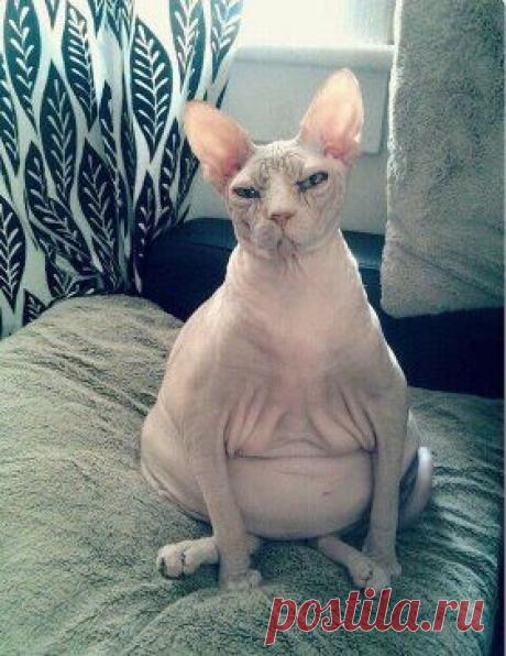 Беременная жена.
Написал своей 36-летней беременной супруге &quot;Как она себя чувствует?&quot; В ответ получил это фото...)