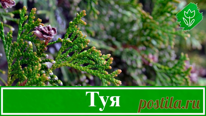 Дерево туя: посадка и уход в открытом грунте, фото, пересадка, размножение, виды и сорта