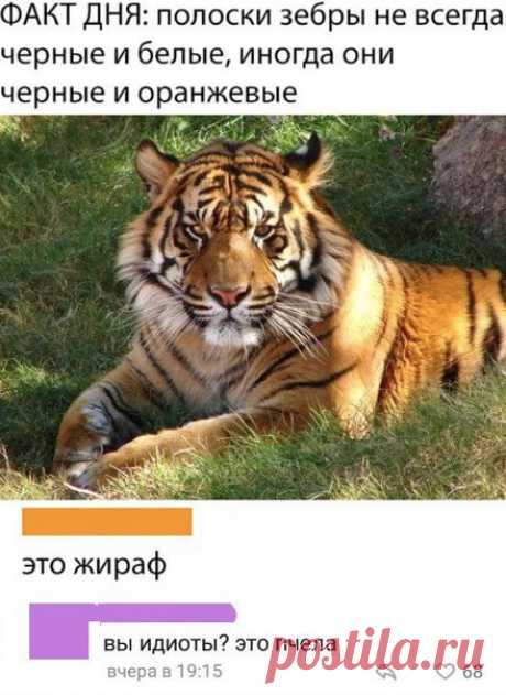 А с восемнадцатой стороны это может быть и рыбка-клоун))) Имейте свой взгляд, но будьте бдительны))))