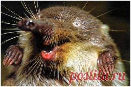 Планета Земля и Человек: Выхухоль пропала с территории белоруссии, где она жила 30 млн лет