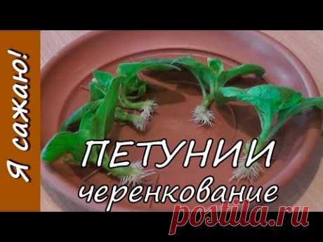 Выращивание ПЕТУНИИ. Часть 5. Черенкование. Я сажаю.