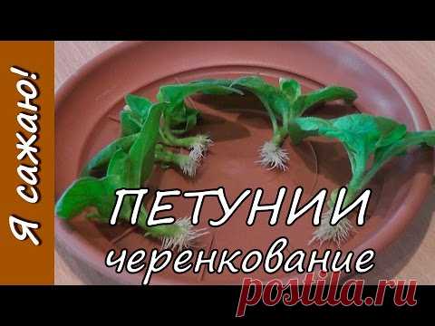 Выращивание ПЕТУНИИ. Часть 5. Черенкование. Я сажаю.