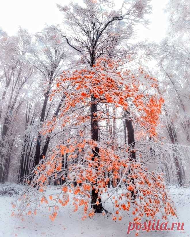 ххх