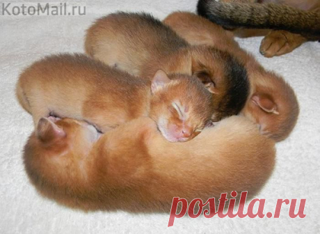 Бархатные малыши | KotoMail.ru
