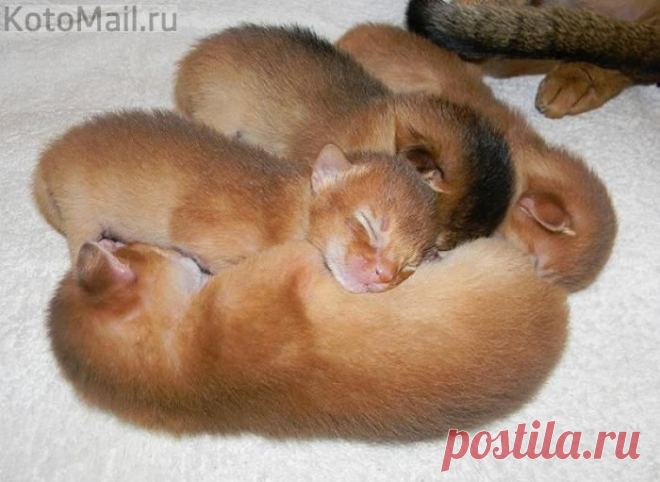 Бархатные малыши | KotoMail.ru
