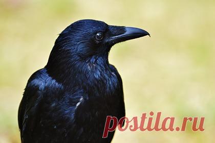 Воронов обучат собирать окурки за еду. Шведский стартап Corvid Cleaning задумал обучить диких воронов собирать на улицах городов окурки и другой мелкий мусор. Метод поможет сэкономить не менее 75 процентов расходов бюджета на уборку территории, сообщает The Local. Компания выбрала воронов, так как посчитала их наиболее умными для выполнения задачи.