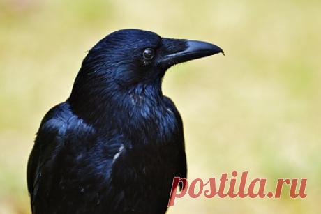 Воронов обучат собирать окурки за еду. Шведский стартап Corvid Cleaning задумал обучить диких воронов собирать на улицах городов окурки и другой мелкий мусор. Метод поможет сэкономить не менее 75 процентов расходов бюджета на уборку территории, сообщает The Local. Компания выбрала воронов, так как посчитала их наиболее умными для выполнения задачи.