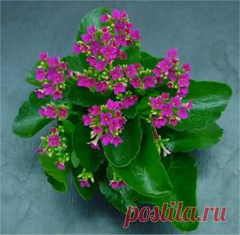 УХАЖИВАЕМ ЗА КАЛАНХОЭ.