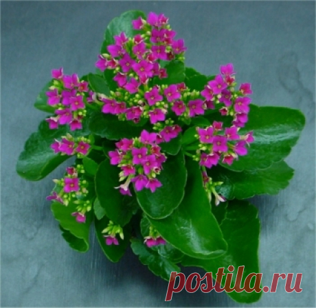 УХАЖИВАЕМ ЗА КАЛАНХОЭ.
