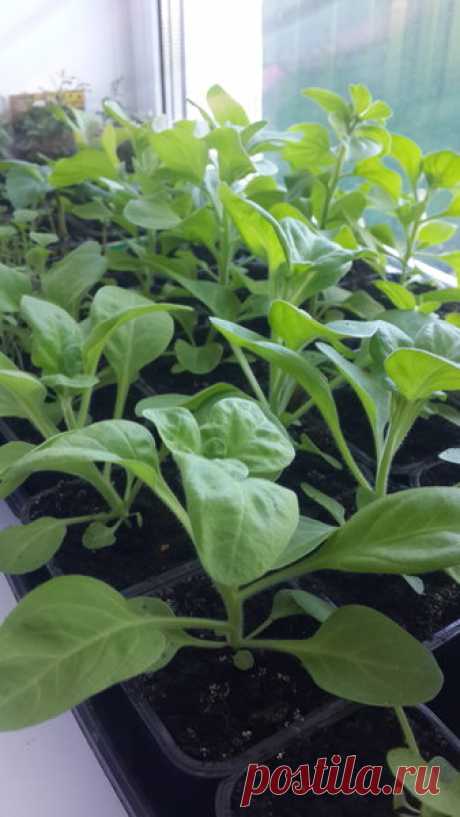 Когда сеять петунию на рассаду и почему не стоит спешить | MyFlowersDream.ru | Яндекс Дзен
