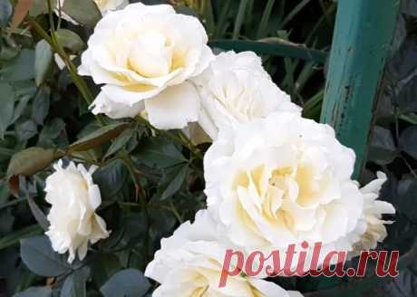 Великолепный черенок из бутылки! Черенкование роз удаётся на УРА