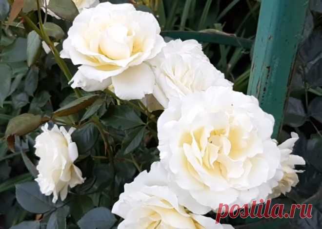 Великолепный черенок из бутылки! Черенкование роз удаётся на УРА