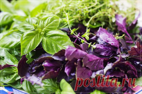 Базилик - Портал «Домашний»