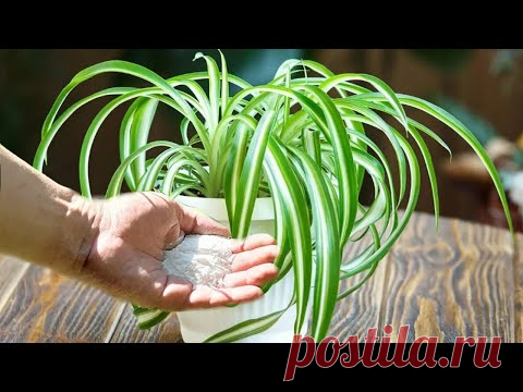 Обычная сода спасет растения от вредителей