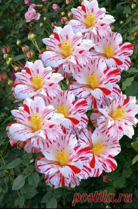 Flowers – Google+