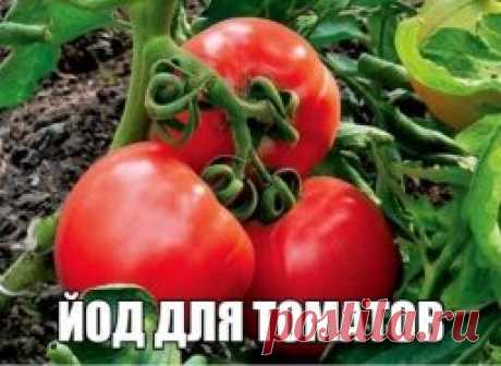 Сад и огород - Садоводка