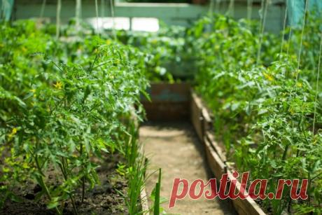 3 способа использовать ботву томатов с пользой - prosad.ru всё про сад и огород Томатная ботва помогает от тли, растительноядных клопов, колорадского жука, пилильщика, многих других вредителей сада. Есть три способа ее использования.