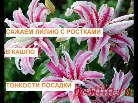 Сажаем лилию клубни с ростками в кашпо! Тонкости посадки! - YouTube