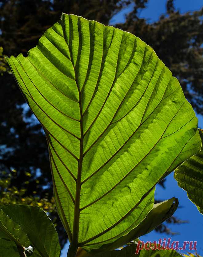 Backlit Green Leaf