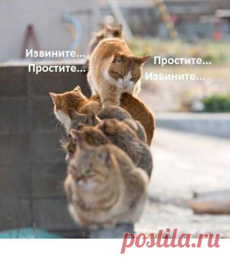 (1) Одноклассники