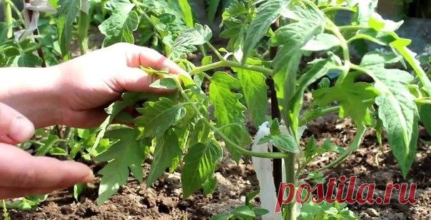 Как правильно пасынковать и прищипывать помидоры