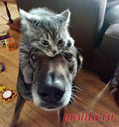 Котики - муркотики