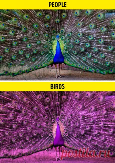 Как выглядит мир глазами разных представителей мира фауны