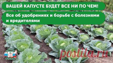 УХОД ЗА КАПУСТОЙ В ОТКРЫТОМ ГРУНТЕ. Секреты подкормки капусты и борьбы с болезнями и вредителями!