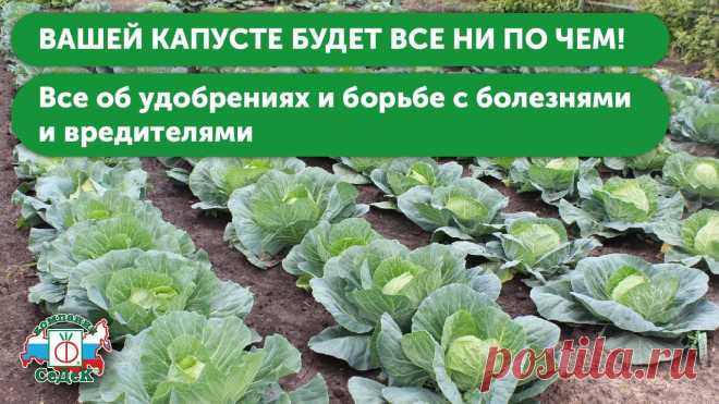 УХОД ЗА КАПУСТОЙ В ОТКРЫТОМ ГРУНТЕ. Секреты подкормки капусты и борьбы с болезнями и вредителями!