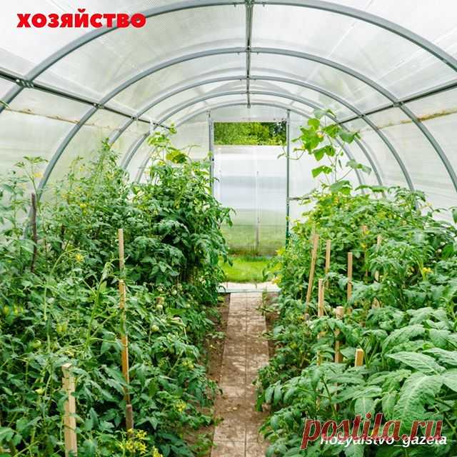 #бизнес_хозяйство КАК Я СТАЛ ЗАРАБАТЫВАТЬ НА ПОМИДОРАХ.
.
Жаль, что потерялась у меня связь с этим автором. Два года назад познакомилась с ним на рынке – увидела харизматичного мужчика, у которого помидоры раскупали, как горячие пирожки. Подошла, разговорились. Он разрешил написать о нем статью. Потом к нему даже из Калининграда приезжали – за опытом.
.
– Есть у меня дача, 12 соток. Раньше было два участка по шесть соток, но сосед свою дачу забросил, и я ее выкупил. Привел...