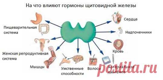 Тиреотропный гормон: Что это такое и за что отвечает